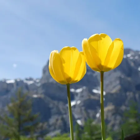 Whg-44 By Interhome *